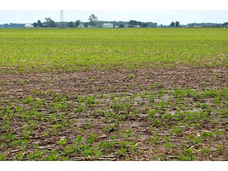Property photo 25 - LAND AUCTION - 700+/- ACRES OFFERED IN 16 TRACTS IN ALLEN COUNTY, INDIANA